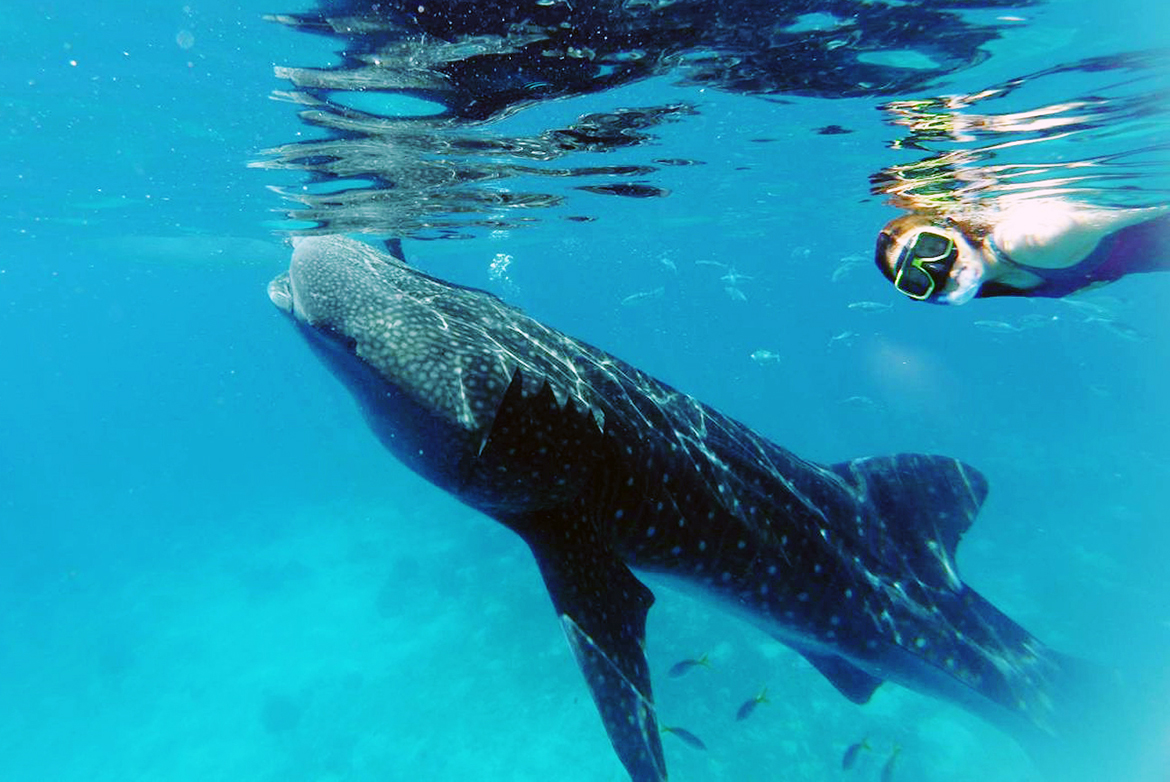 เที่ยวเซบู (1) : เที่ยวเกาะเซบู ดำน้ำดูฉลามวาฬ